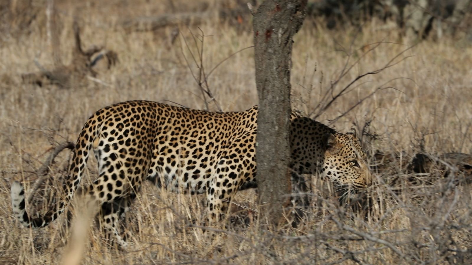 African Leopard